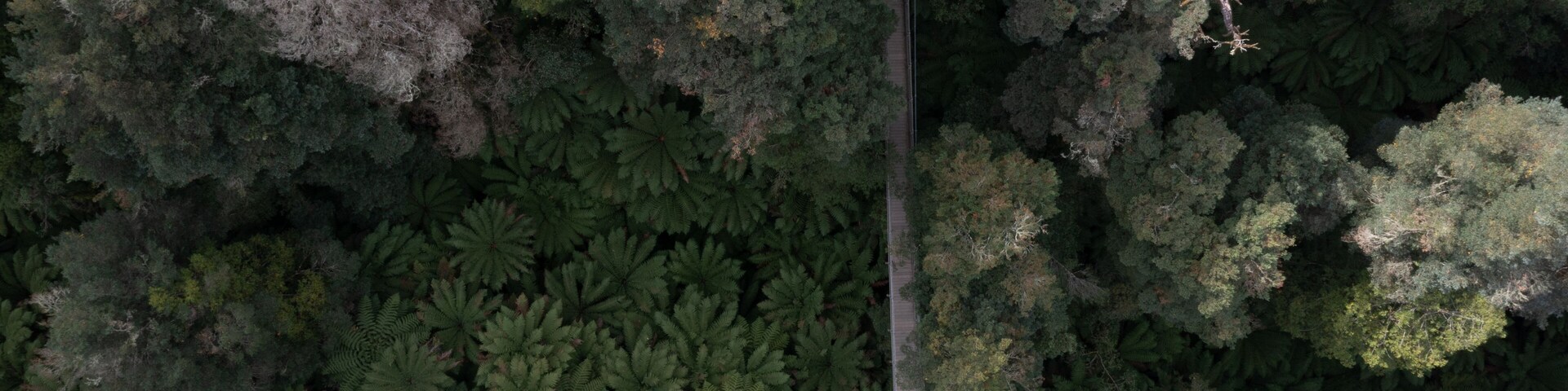 An aerial view of a dense forest with a narrow dirt path cutting through it.