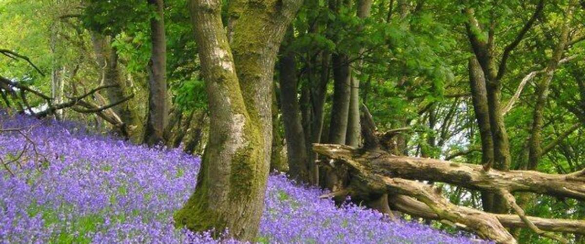 Wood with bluebells