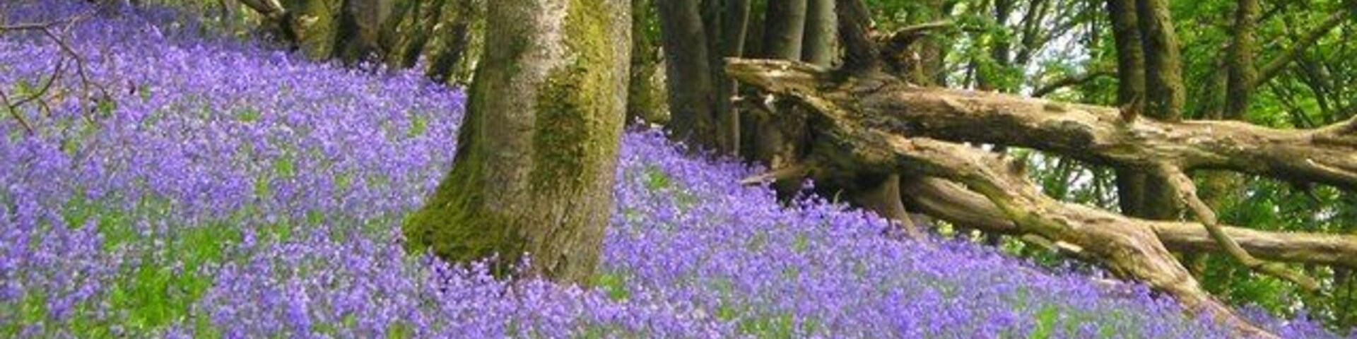 Wood with bluebells