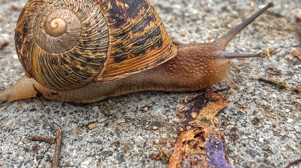 Just a snail sliming his way across the sidewalk on a overcast day in Garden Grove