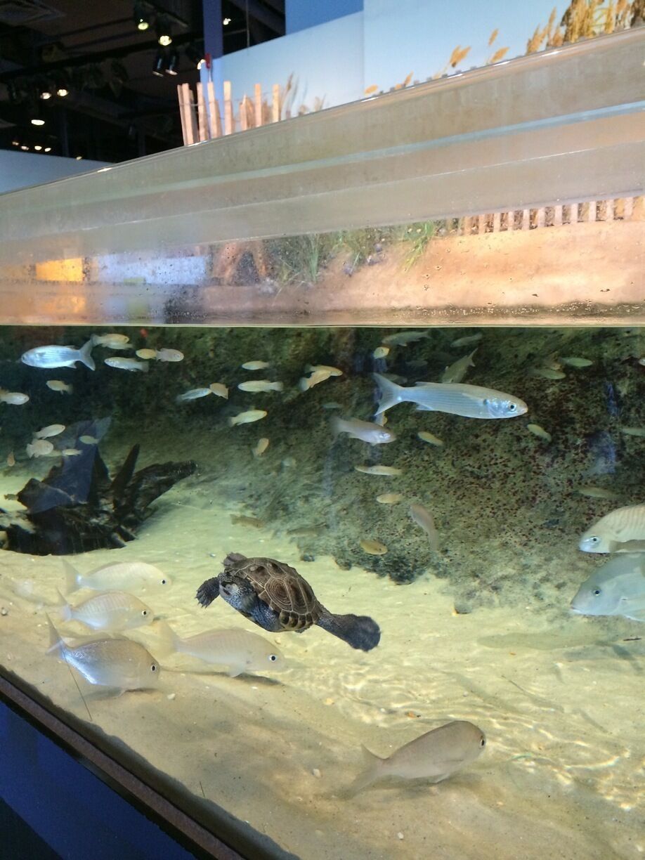 A great science center  in Jersey City, only 20 minutes from Manhattan is a wonderful, educational  side trip for the kids and adults alike. In this tank are fish and turtles found in the nearby estuaries (which is where the Hudson meets the Atlantic). #travelwithkids
#localgem 