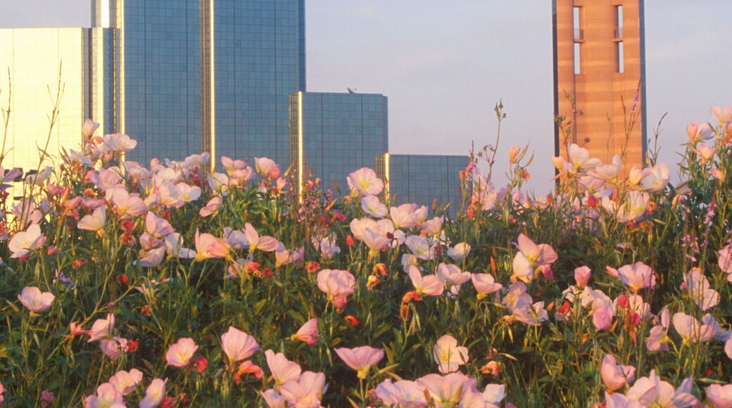 Wildflowers and Dallas, TX skyline at sunset with Reunion Tower