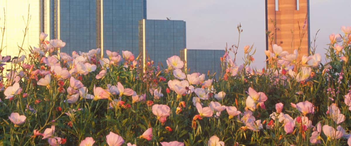 Wildflowers and Dallas, TX skyline at sunset with Reunion Tower