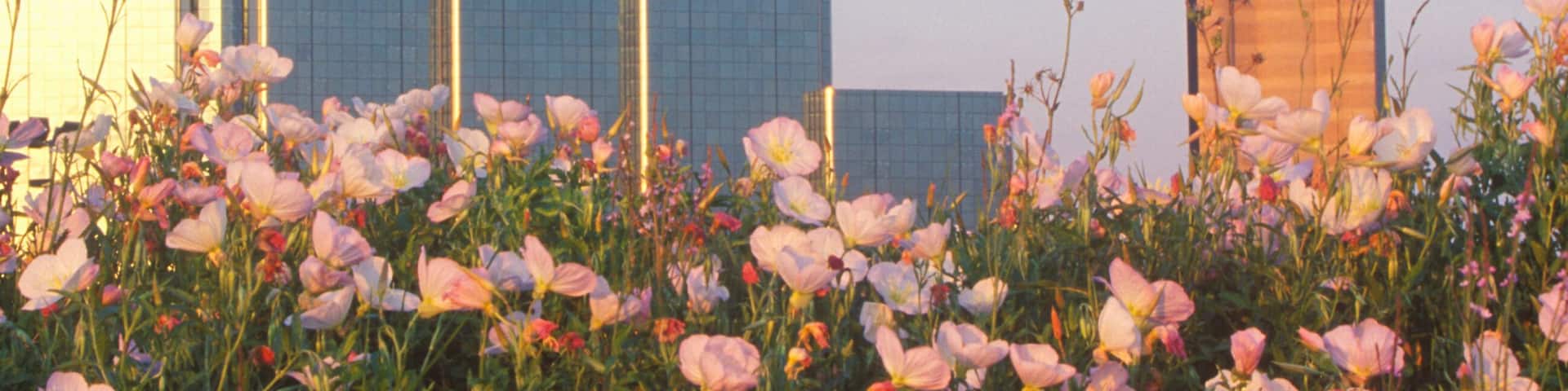 Wildflowers and Dallas, TX skyline at sunset with Reunion Tower