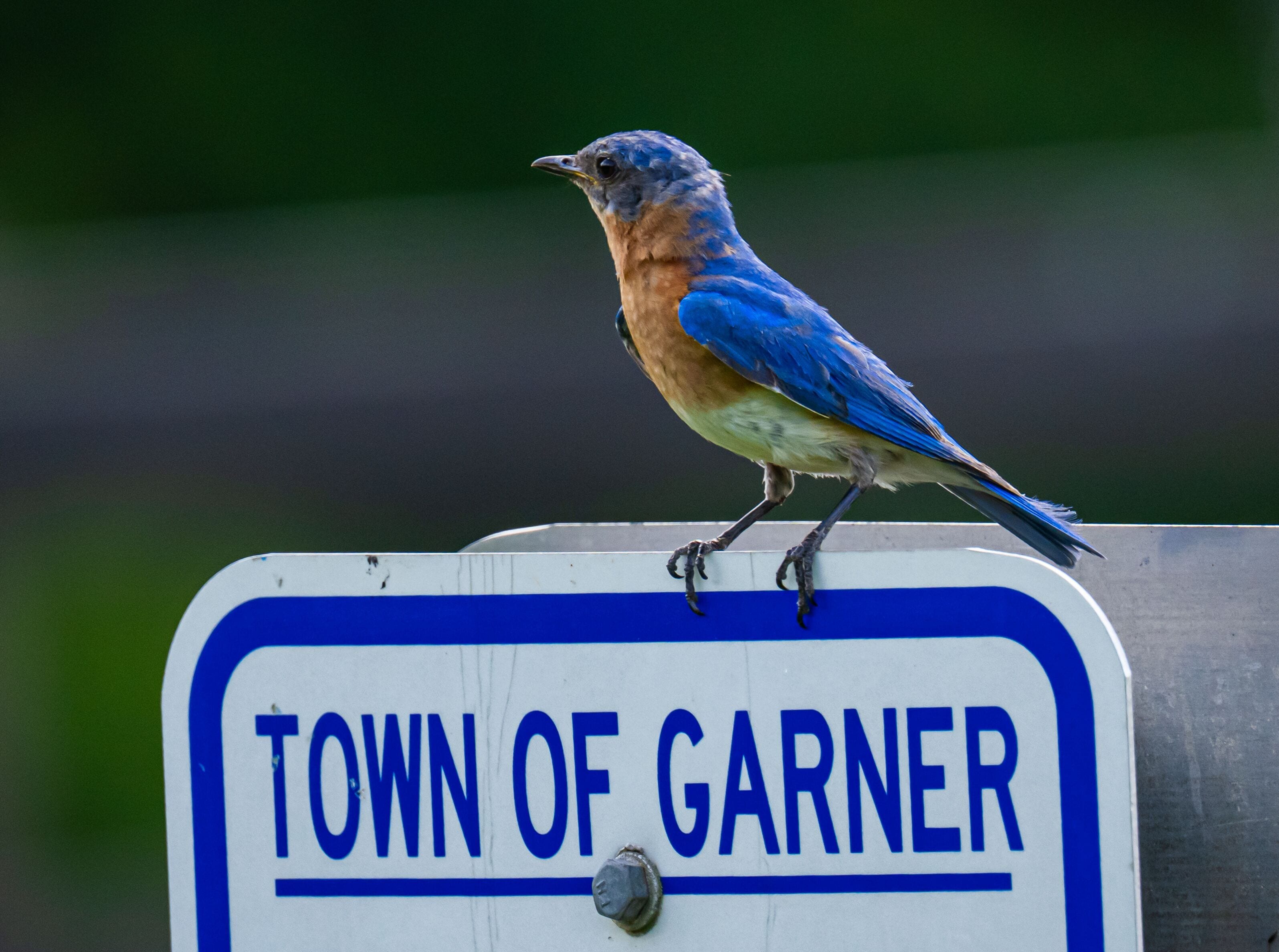 Bluebird on a sign