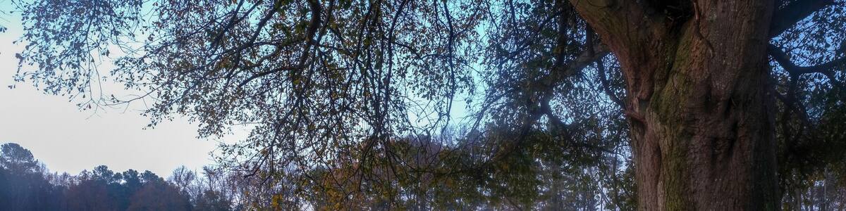 A bench and an old wooden fence by the greenway under a mighty oak tree with a red barn in the background.