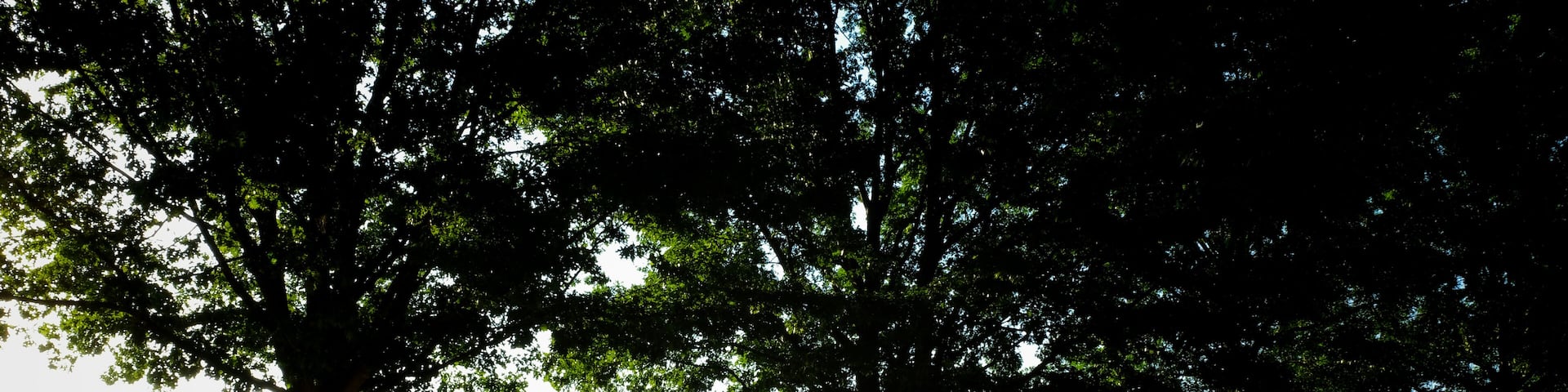 A row of mighty oaks line the drive at Lake Benson Park in Garner North Carolina as the early morning sun filters through the canopy on the first day of Summer