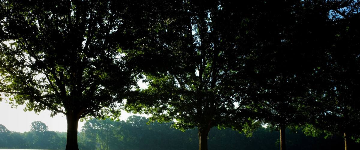 A park with three large trees and a dirt path.
