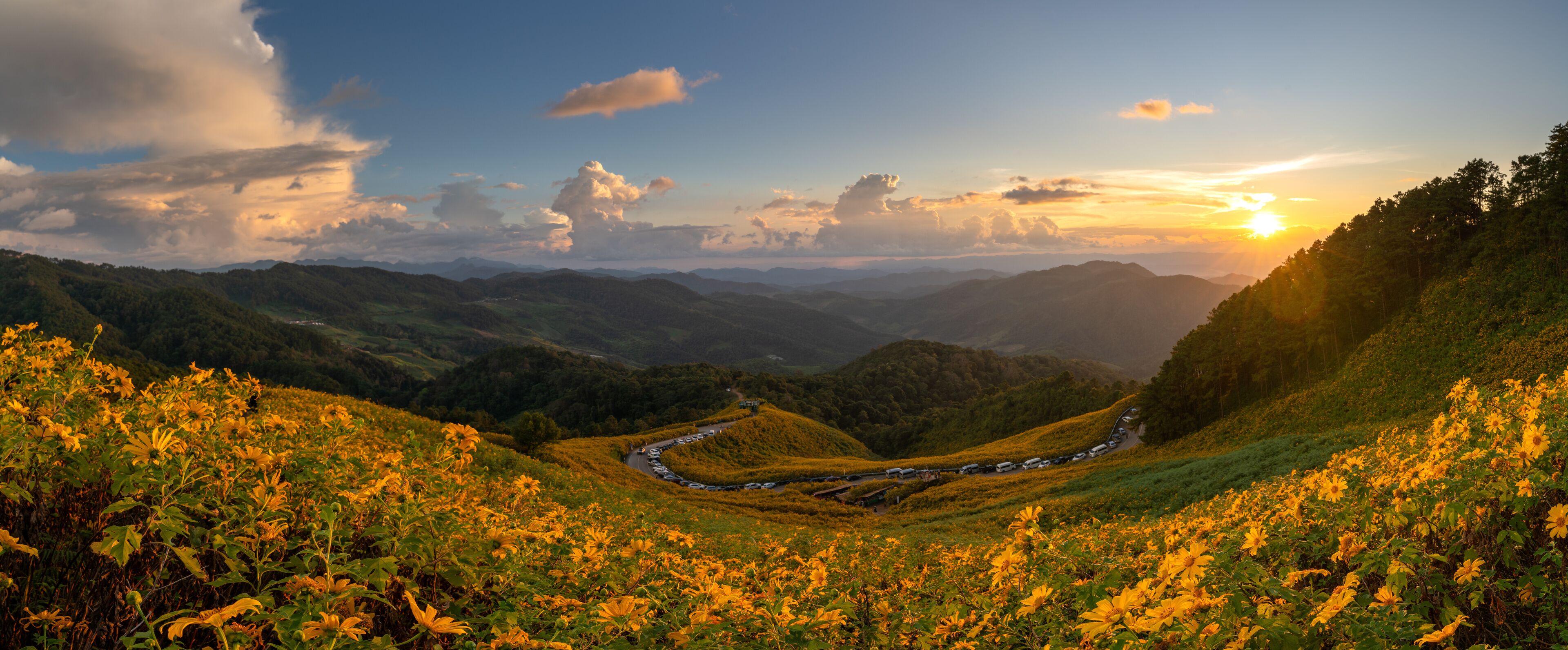 Beautiful panoramic view of a yellow flower field, also known as Thung Bua Tong, located at Doi Mae U Kho, Khun Yuam District, Mae Hong Son Province, Thailand.