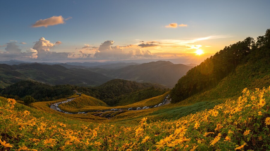 Beautiful panoramic view of a yellow flower field, also known as Thung Bua Tong, located at Doi Mae U Kho, Khun Yuam District, Mae Hong Son Province, Thailand.