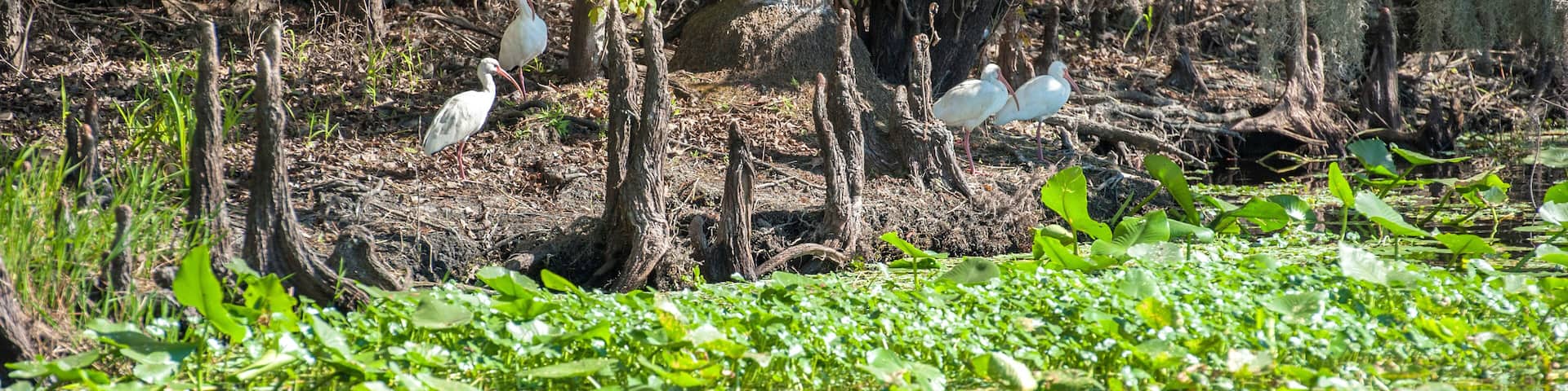 USA, Florida, Orange City, St. Johns River, Blue Spring State Park, White Ibis.