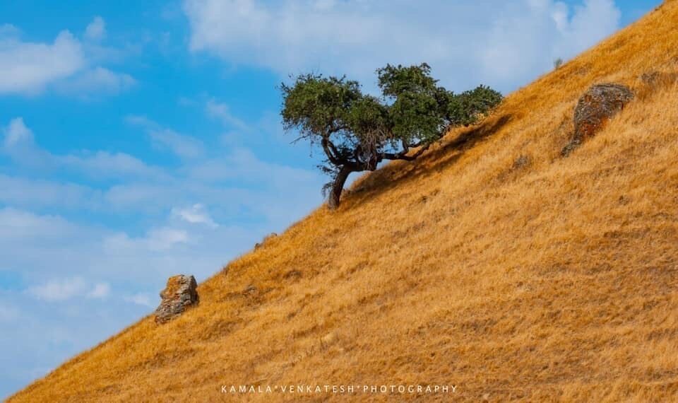 The California Oaks 

As I drive to NorCal and back every year, I almost always take I5. This was shot about 18 mos back on one of my trips. This last time, I decided to go coastal.

I was and am drawn to the California Coastal Oak trees that grow all along I280 and I152. But on my drive along the coast this last time,  I saw so many of these trees as well. In my opinion, they are beautiful. They grow every which way, fascinating!

Here is some information about them: “Quercus agrifolia, the California live oak or coast live oak, is a highly variable, often shrubby evergreen oak tree, a type of live oak, native to the California Floristic Province. It grows west of the Sierra Nevada mountain range from Mendocino County, California, south to northern Baja California in Mexico” #trovember