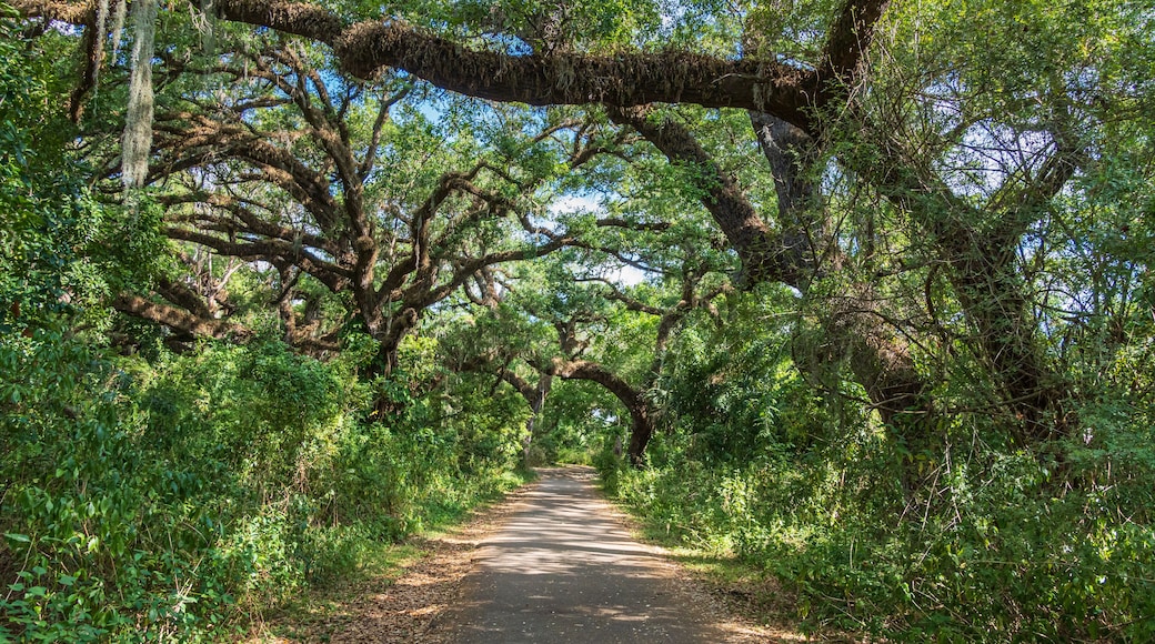 Paved pathway through southern live oak trees (Quercus virginiana) at Pine Island Ridge Natural Area - Davie, Florida, USA