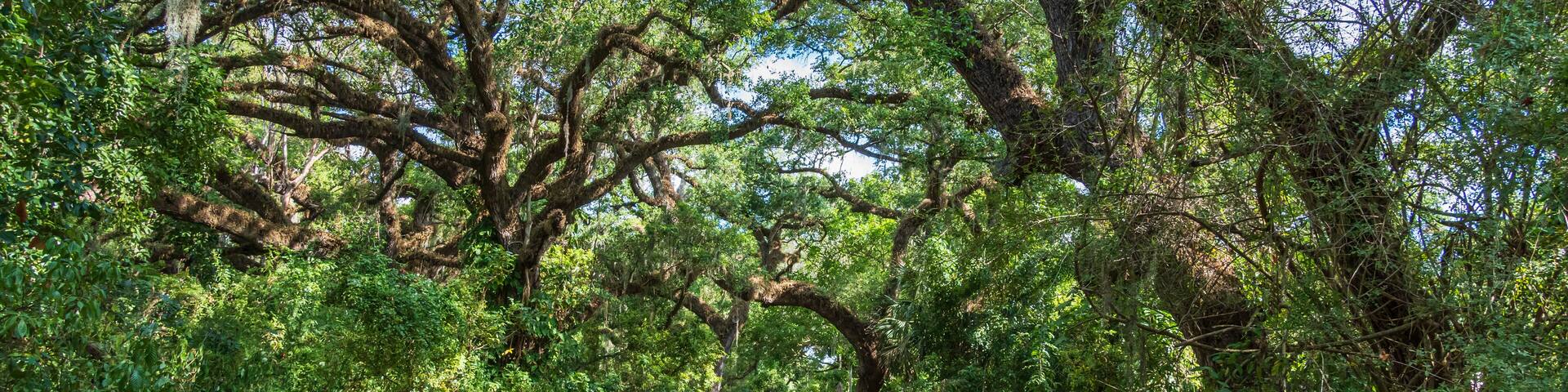 Paved pathway through southern live oak trees (Quercus virginiana) at Pine Island Ridge Natural Area - Davie, Florida, USA
