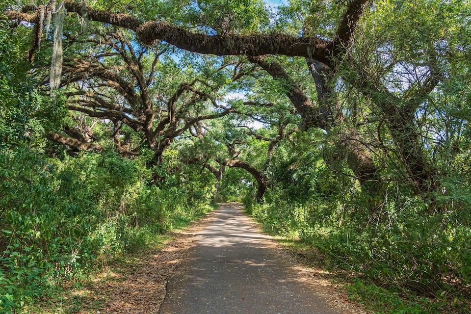Un sendero estrecho bordeado por abundante vegetación y árboles cubiertos de musgo.