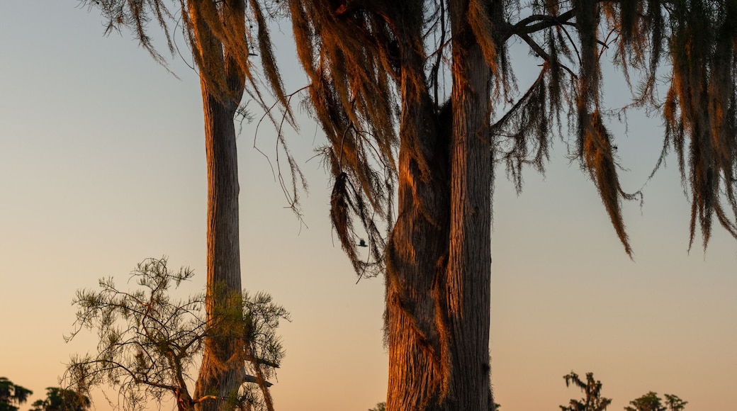 Multiple large cypress trees are immersed in water as the sun goes down in the background. The setting sky is bright orange.There’s Spanish moss hanging from the tall cypress trees.The water is still.
