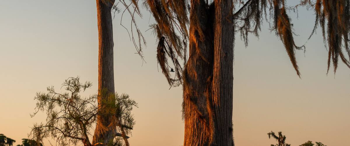 Multiple large cypress trees are immersed in water as the sun goes down in the background. The setting sky is bright orange.There’s Spanish moss hanging from the tall cypress trees.The water is still.