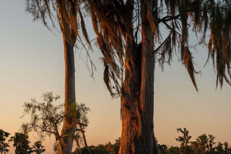 Two large cypress trees with Spanish moss in a body of water during sunset.