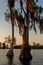 Multiple large cypress trees are immersed in water as the sun goes down in the background. The setting sky is bright orange.There’s Spanish moss hanging from the tall cypress trees.The water is still.