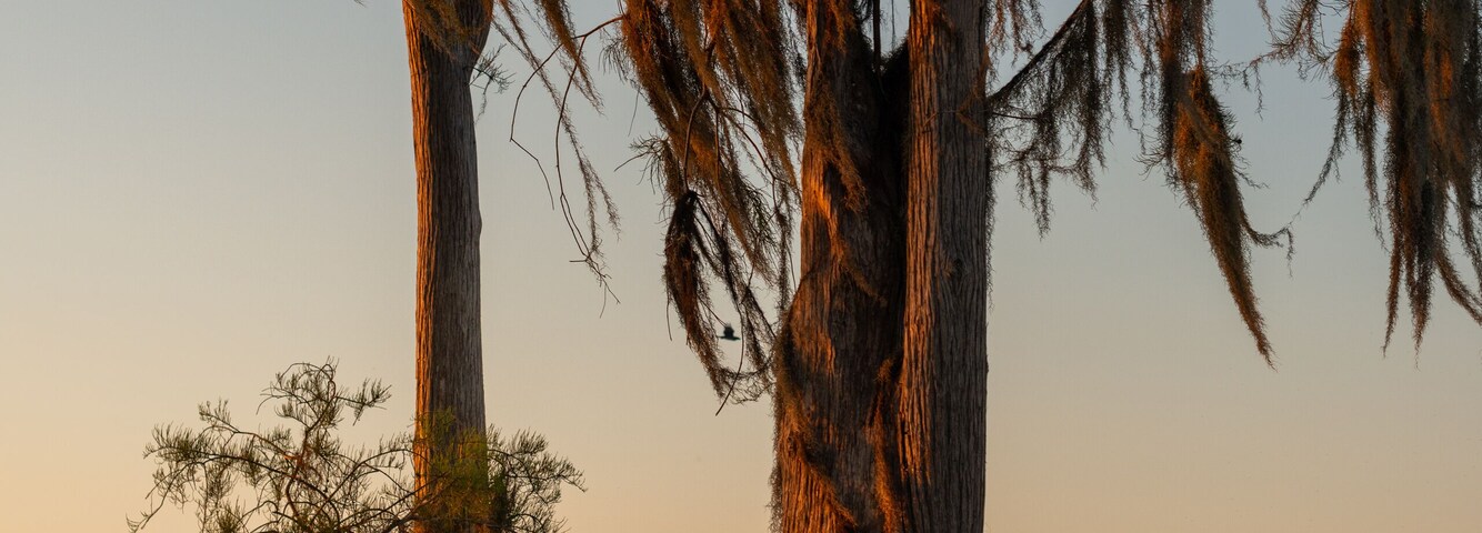 Multiple large cypress trees are immersed in water as the sun goes down in the background. The setting sky is bright orange.There’s Spanish moss hanging from the tall cypress trees.The water is still.
