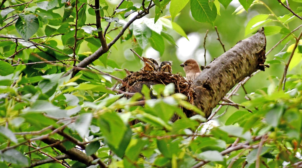 This nest was in a tree right outside the hotel main entrance.