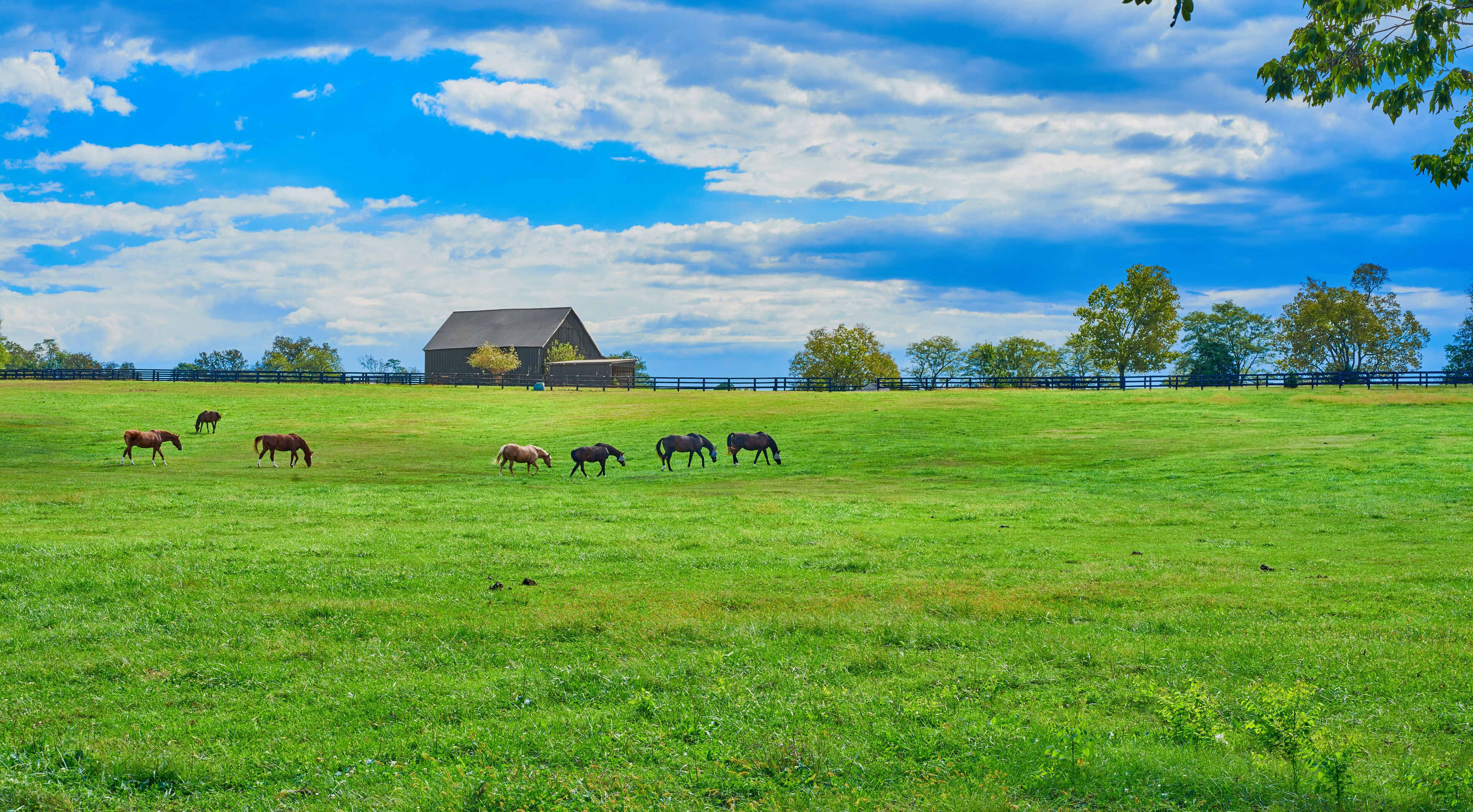 A green field with horses grazing, a barn, and trees under a blue sky.