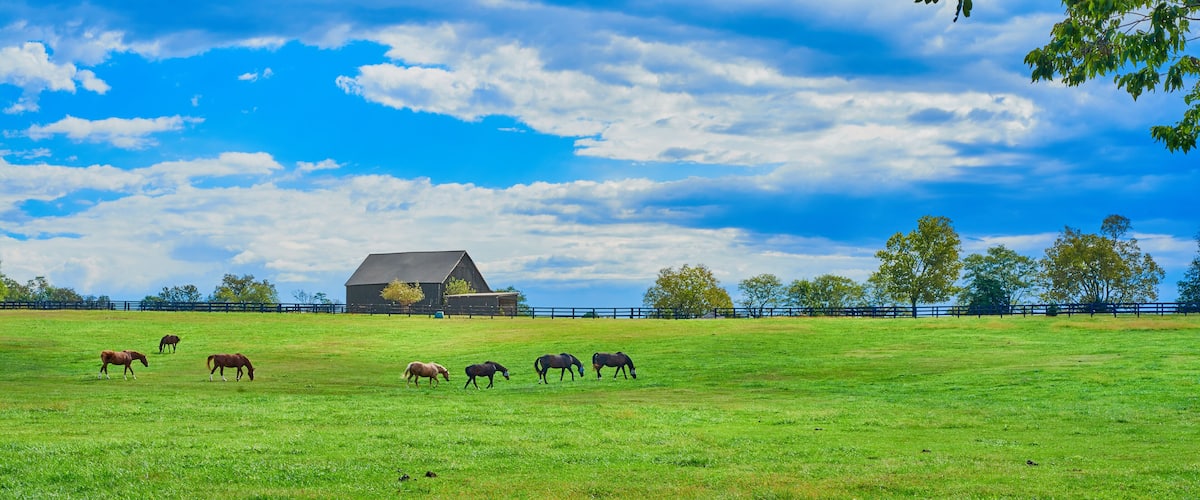 A green field with horses grazing, a barn, and trees under a blue sky.