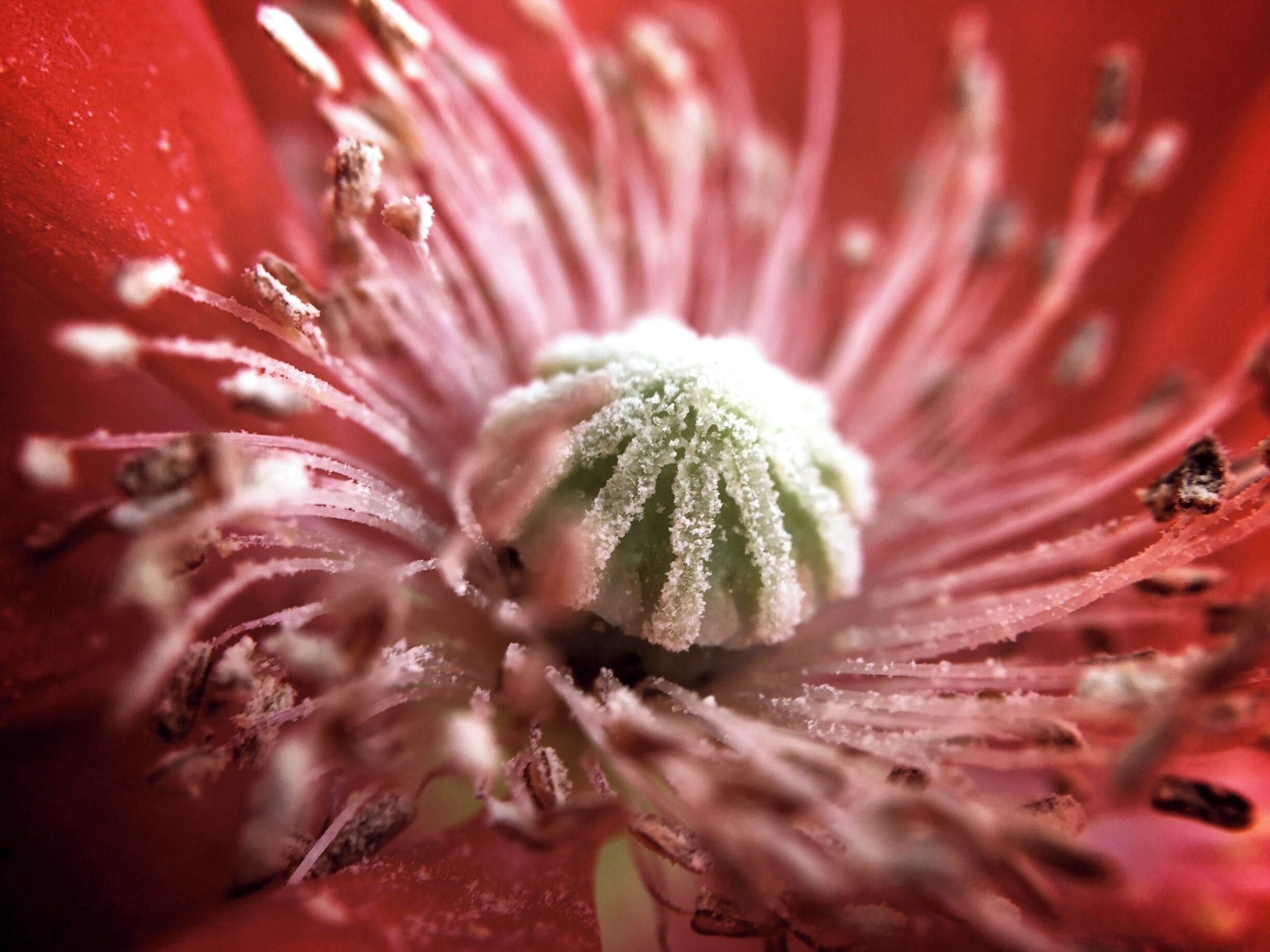 Hurricane.  Red Poppy from San Gabriel Park, Georgetown, Texas.