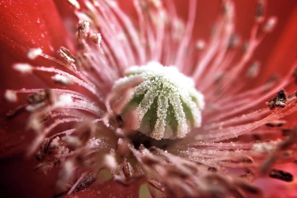 Primer plano de una flor con centro verde y pétalos rosados.