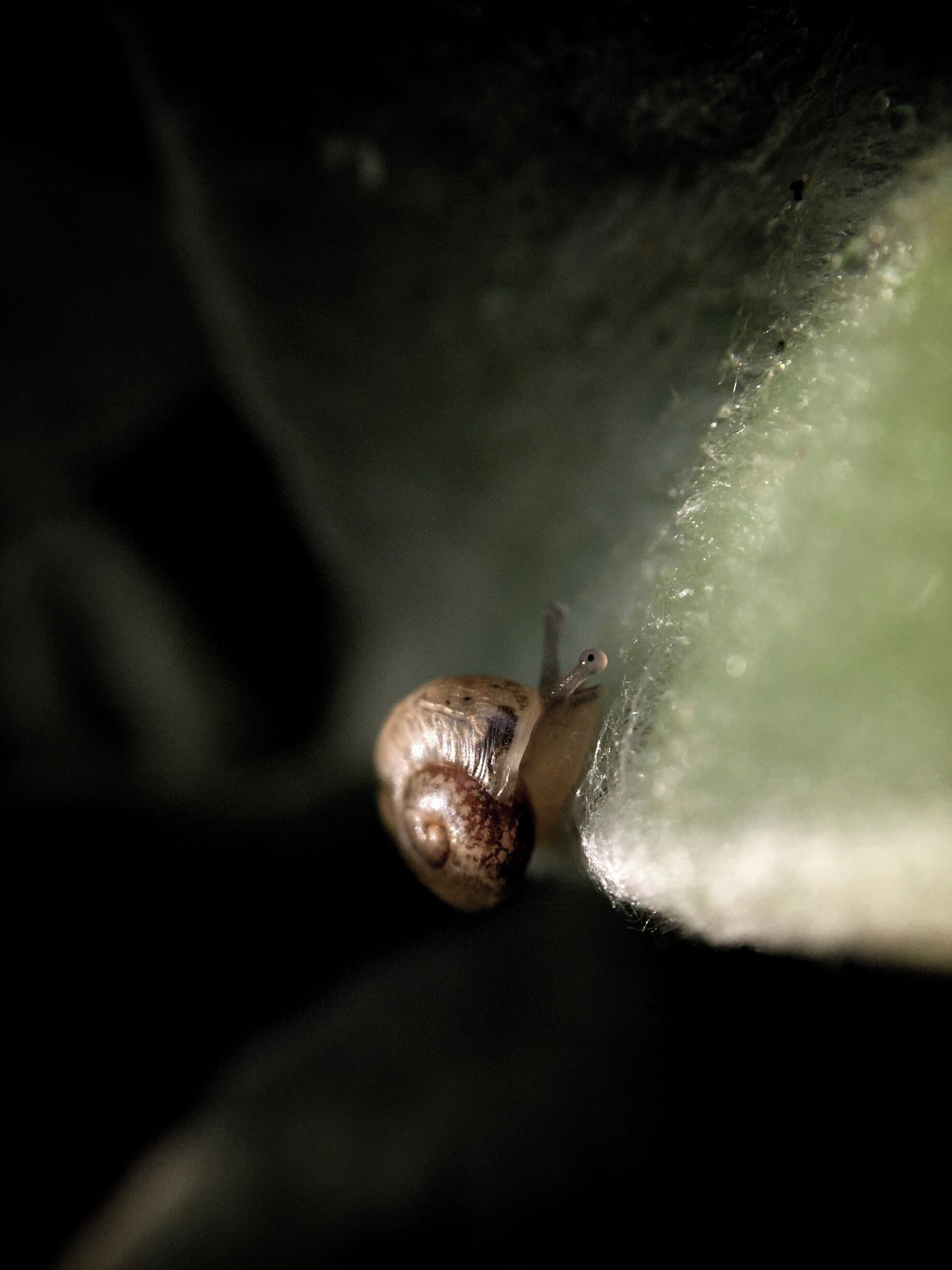 Very small snail.  @San Gabriel Park, Georgetown Texas