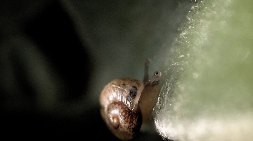Very small snail. @San Gabriel Park, Georgetown Texas