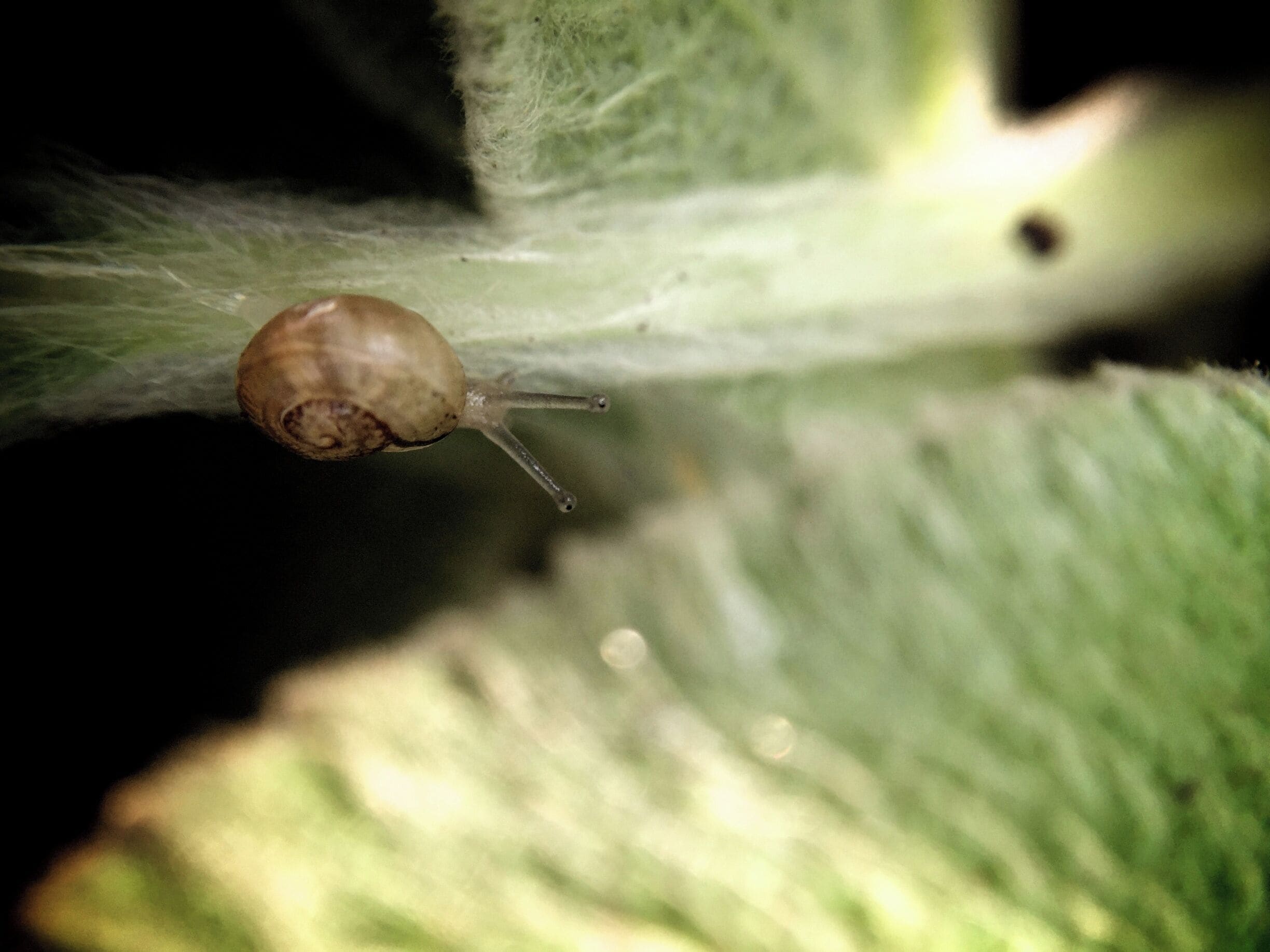 A very small snail.  @San Gabriel Park Georgetown, Texas