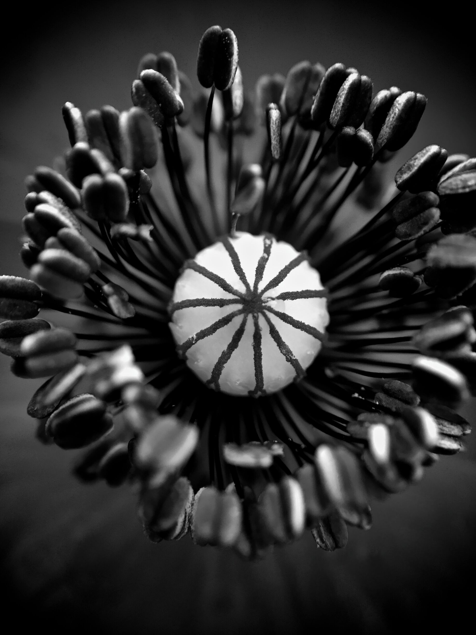 Stopped by to get some shots of the Red Poppies before the Poppy Festival on April 24-26.