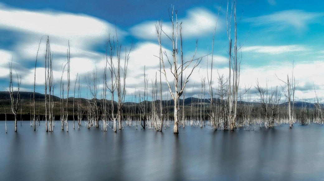 Man made Lake that is often calm with beautiful dead trees littered around the edges.