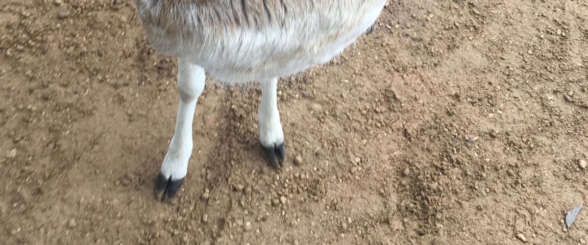 This deer decided to hide his face... a bit camera shy I think!!!