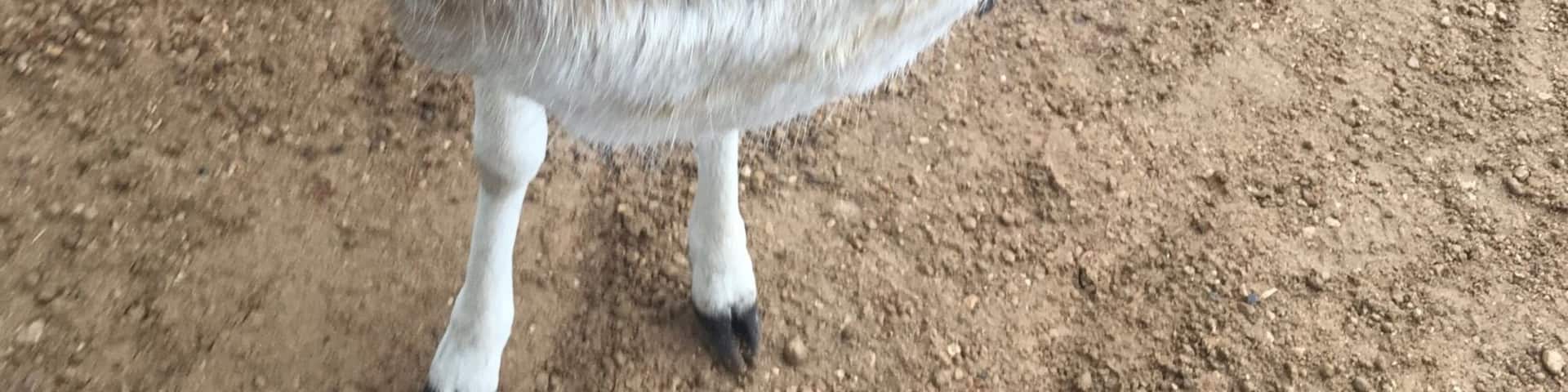 This deer decided to hide his face... a bit camera shy I think!!!