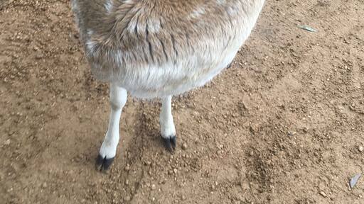 This deer decided to hide his face... a bit camera shy I think!!!