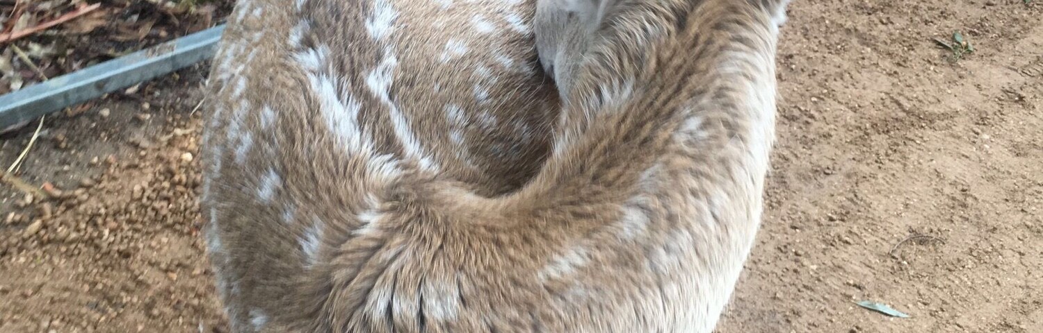 This deer decided to hide his face... a bit camera shy I think!!!