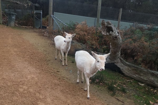 It was a wet day with a slight drizzle but the animals were ready to warmly greet us!!!