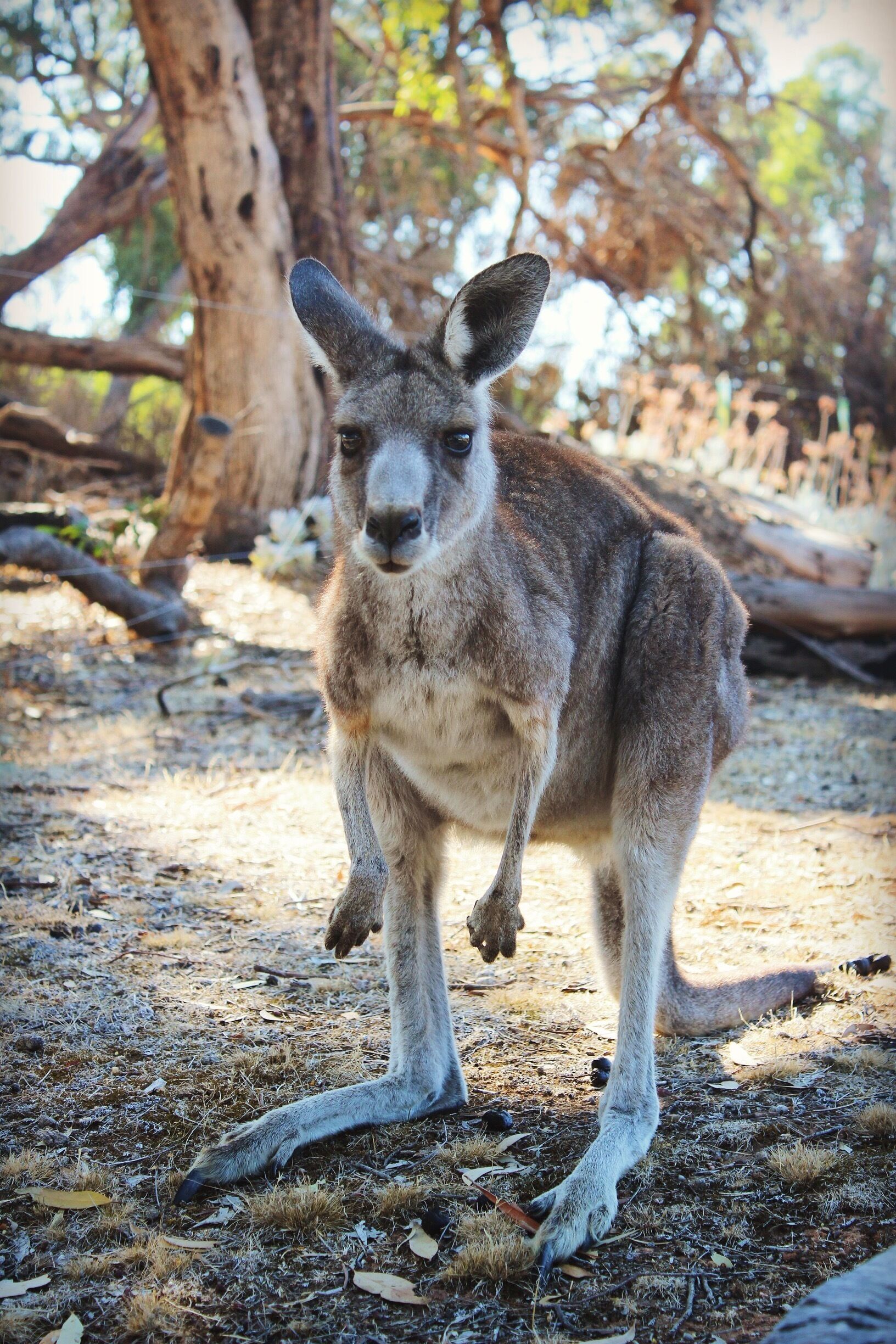 This little fellow came up to our campsite after our morning brekky #ontheroad 