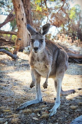 This little fellow came up to our campsite after our morning brekky #ontheroad