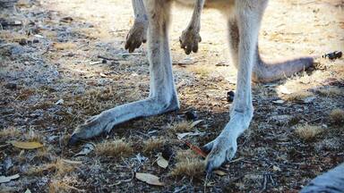 This little fellow came up to our campsite after our morning brekky #ontheroad