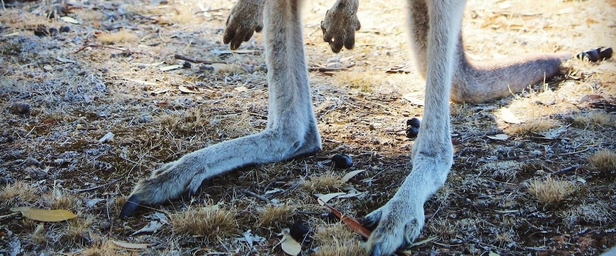 A kangaroo standing on a dry, leaf-covered ground with trees in the background.
