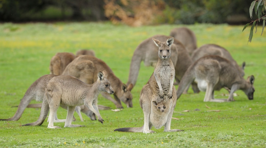 Eastern grey kangaroos with joey in Grampians national park, Victoria, Australia.