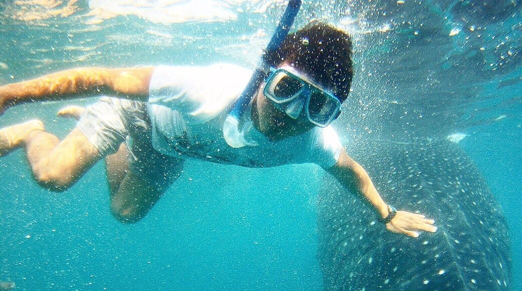 Take a breath and touch the friendly WhaleShark. #Cebu #Philippines