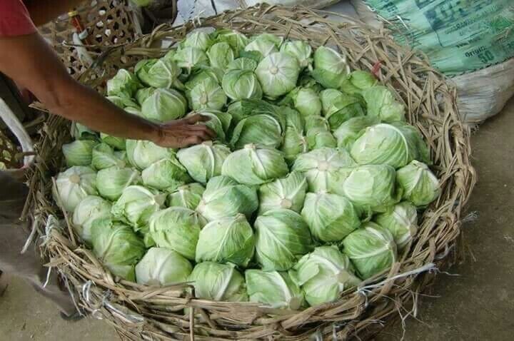Checking his produce before transporting to city. A heavy load it is.

#Market 
