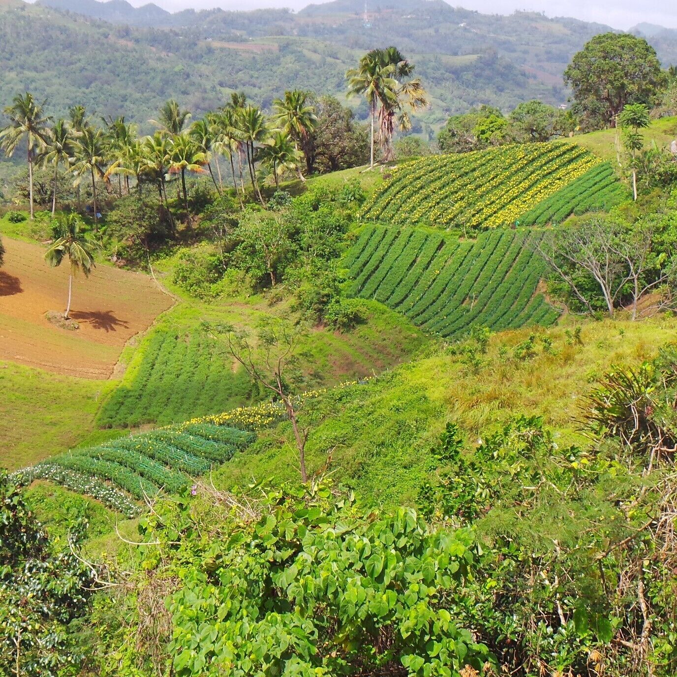Aster Plantation in Brgy. Taptap, Tabunan, Cebu City, Philippines