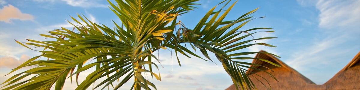 Hotel Zone featuring dining out, tropical scenes and outdoor eating