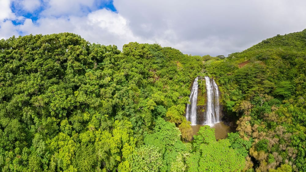 Une cascade entourée d’une forêt verdoyante et luxuriante.