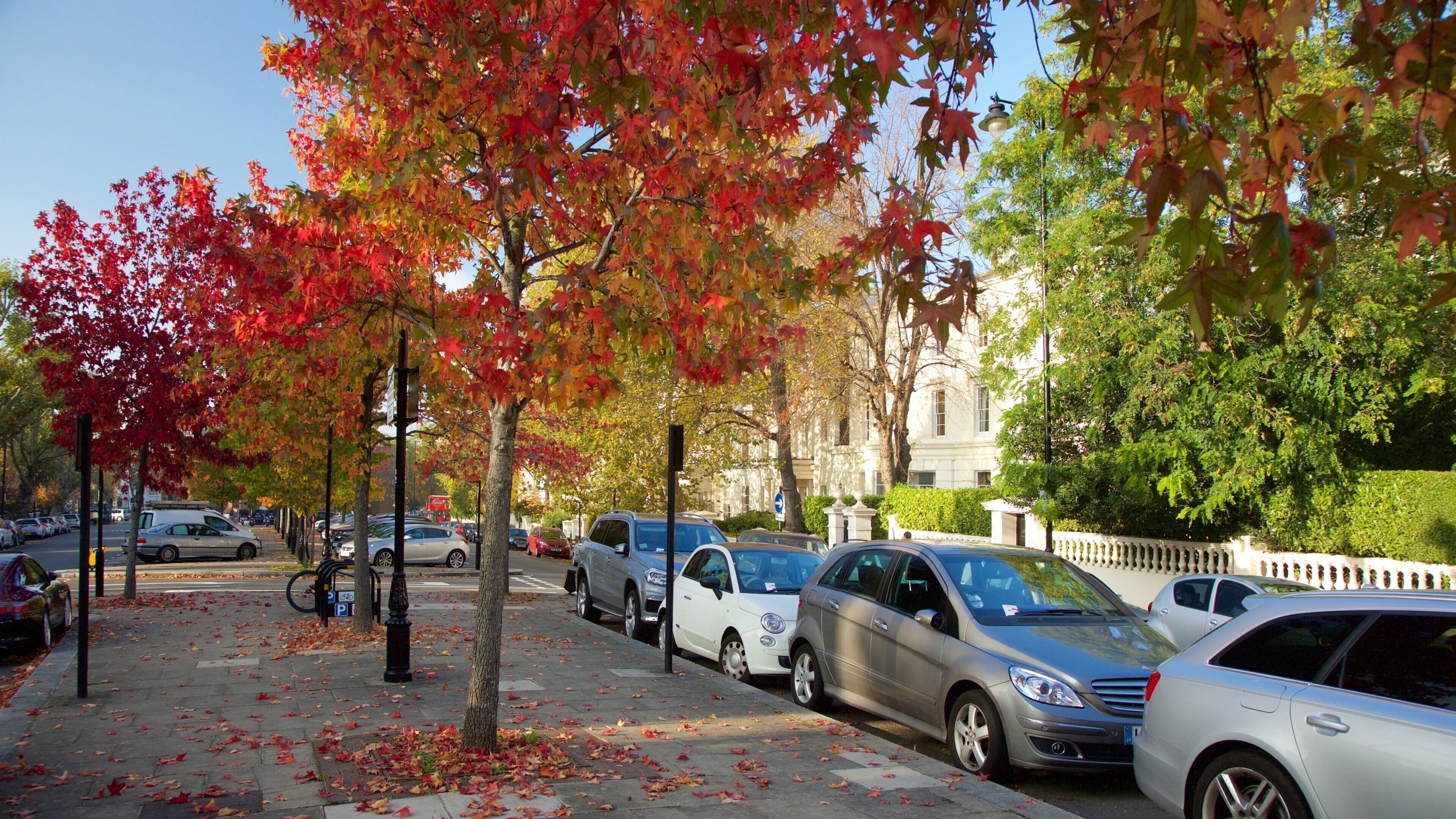 Paddington showing autumn leaves and street scenes